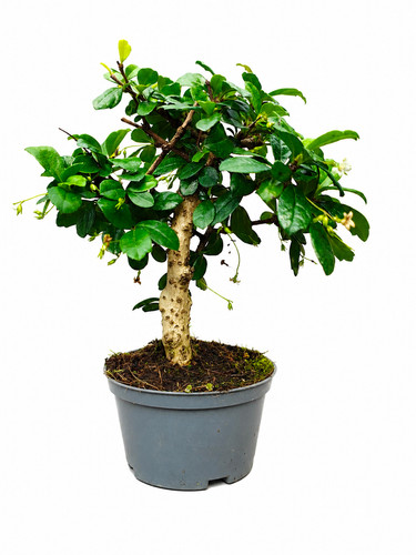 Fukien tea bonsai tree - tea,
