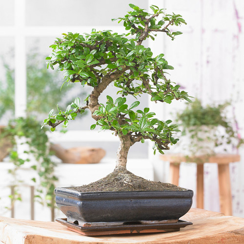 Bonsai chinese elm tree - elm,