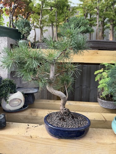 Pine bonsai tree potted - pine,