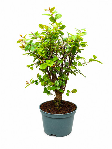 Chinese bonsai sweet plum tree - chinese,