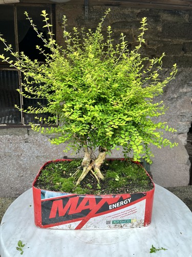 Honey suckle bonsai tree - bonsai,