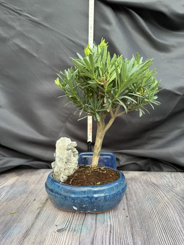 Buddist pine bonsai tree - pine,