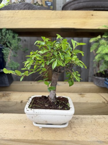 Chinese elm bonsai tree - elm,
