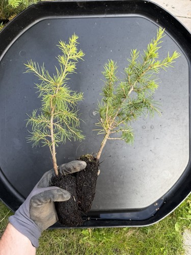 Atlas cedar cedrus atlantica - cedar,