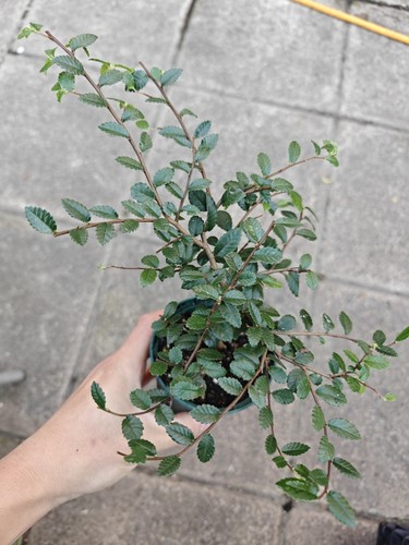 Chinese elm ulmus parvifolia - chinese,