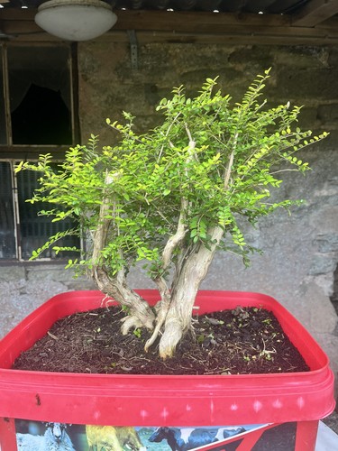 Honey suckle bonsai - suckle,