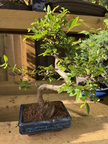 Chinese elm bonsai - chinese, tree