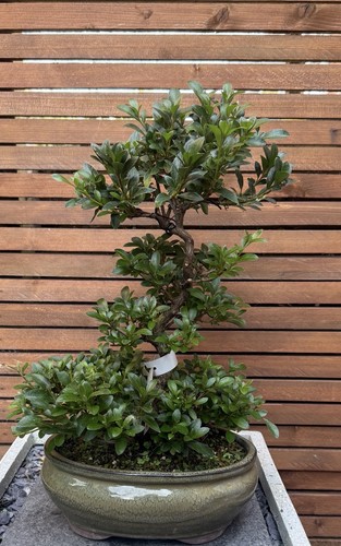 Flowering satsuki azalea - flowering,