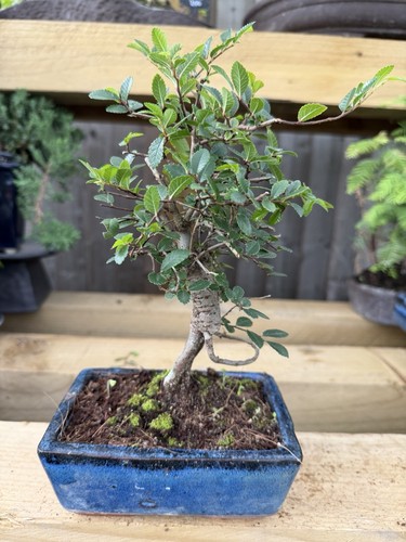 Elm bonsai tree live - elm,