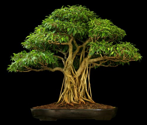 Ficus religiosa bodhi - (bodhi, peepal