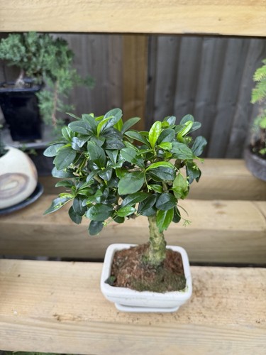 Bonsai tree finished - finished,