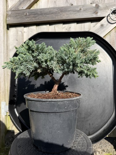 Juniper bonsai tree - juniper,