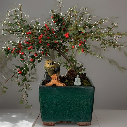 Bonsai tree cotoneaster - ,