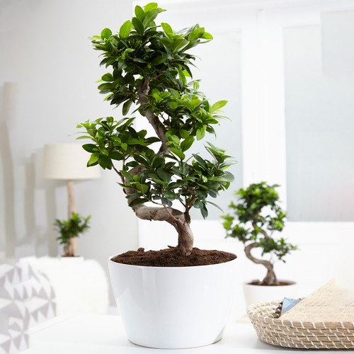 Ficus ginseng bonsai - ginseng, tree
