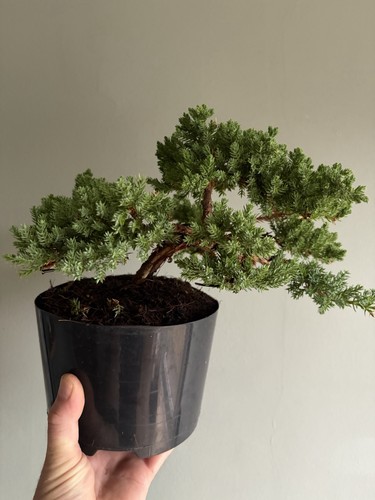 Juniper bonsai pre - bonsai, pre-bonsai