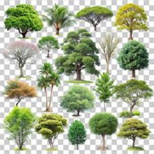 Collection 100 mixed tree - collection,