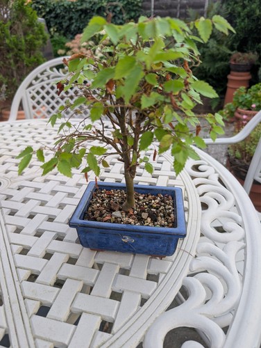 Zelkova serrata bonsai - zelkova,