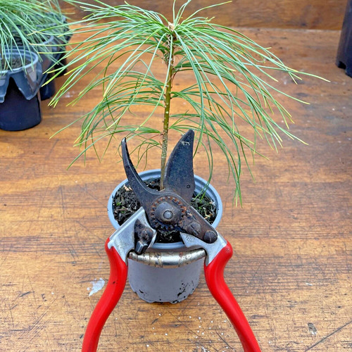 Eastern white pine pinus - eastern,