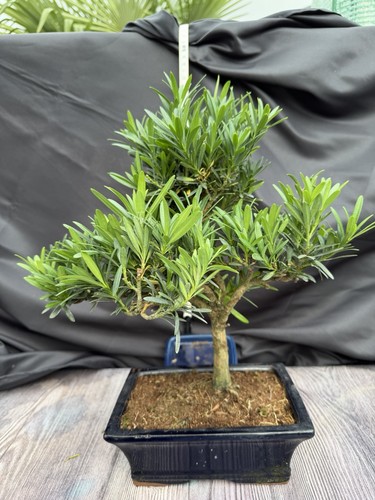 Buddist pine bonsai tree - buddist,
