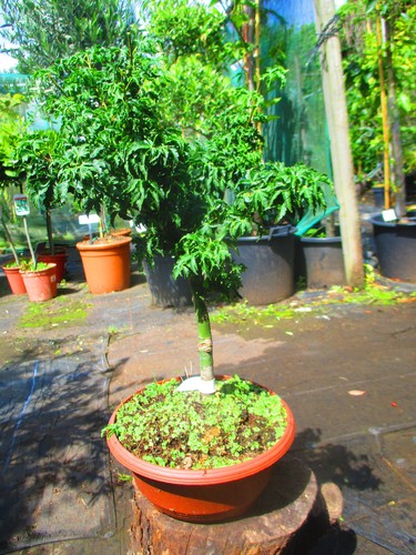 20inch inc pot lions - pot, head