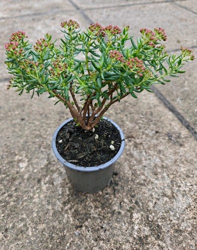 Crassula sarcocaulis small - crassula,