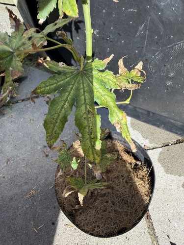 Acer palmatum ghost dancer - ghost,