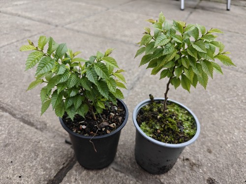 Ulmus hollandica jacqueline - ulmus, 'jacqueline