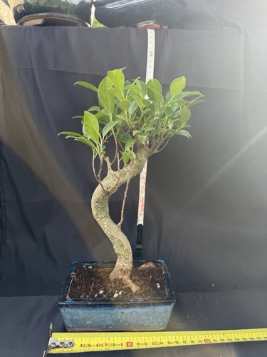 Ficus bonsai tree - tree, potted