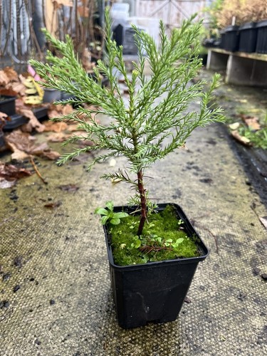 Giant redwood sequoiadendron - giant,