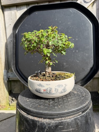 Shohin chinese elm bonsai - shohin, tree