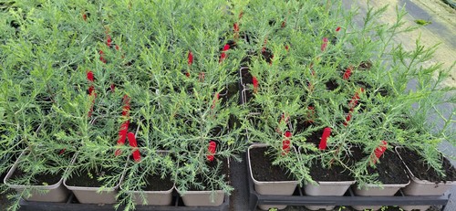 9cm pot tree - 9cm,