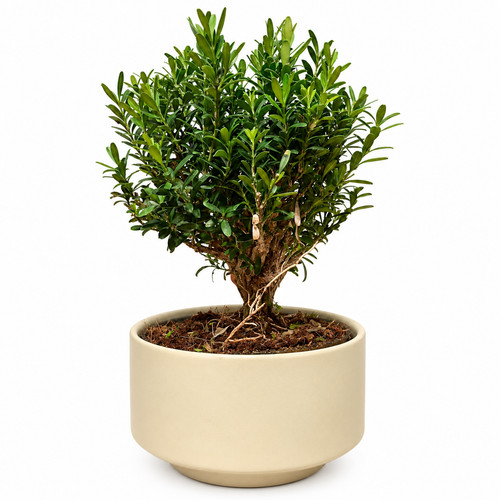 Buxus boxwood mature bonsai - boxwood,