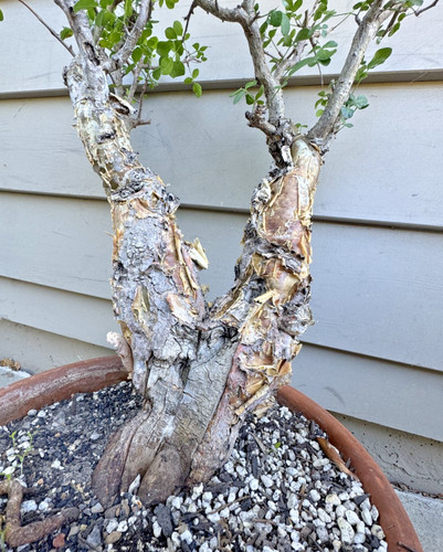 Massive split trunk bursera - massive,