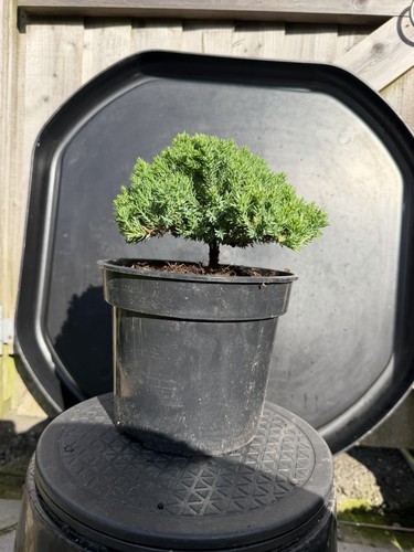 Juniper bonsai tree - bonsai,