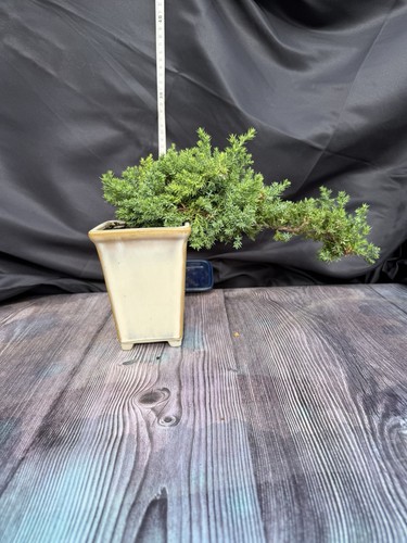 Juniperus juniper bonsai tree - juniper,
