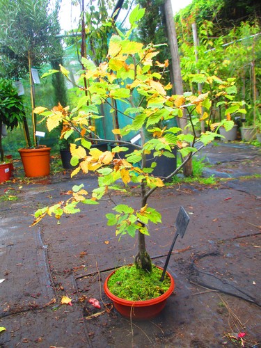 32inch inc pot young hornbeam - inc.,