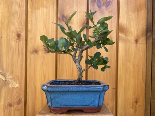 23cm flowering quince bonsai - flowering,