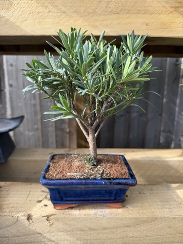 Podocarpus bonsai tree potted - podocarpus,