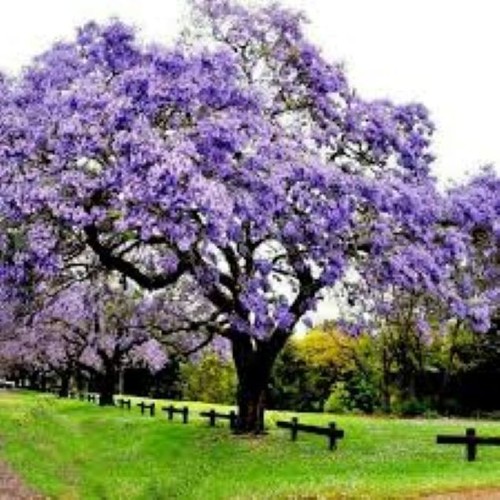 100 empress tree seeds - 100,