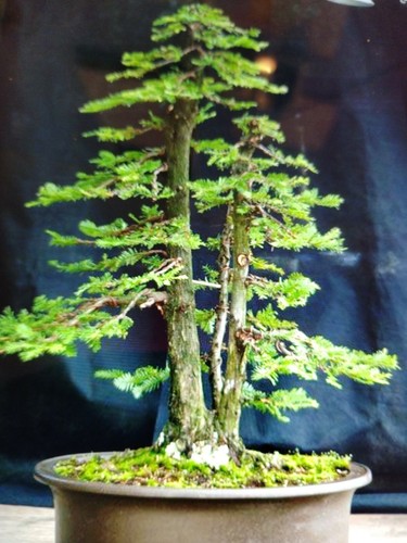 Giant sequoia redwood 80 top - ,
