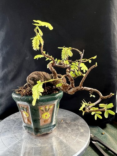Tamarind mame bonsai