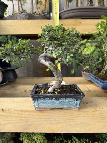 Chinese elm bonsai - elm,
