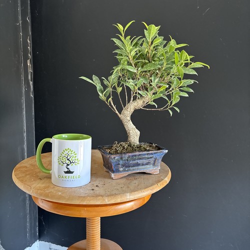 Bonsai tree ficus shape - ficus,