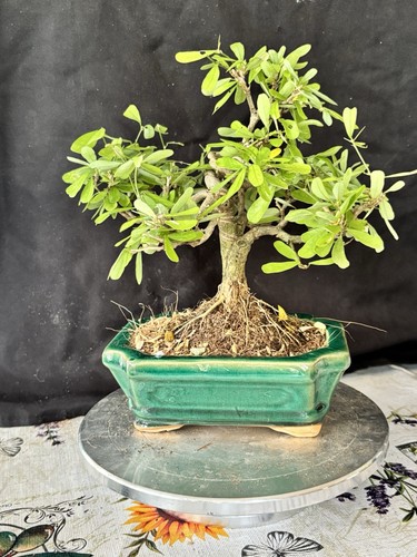 Vietnamese bluebells bonsai - vietnamese,