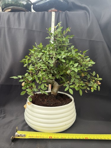 Chinese elm bonsai tree - elm, ulmus