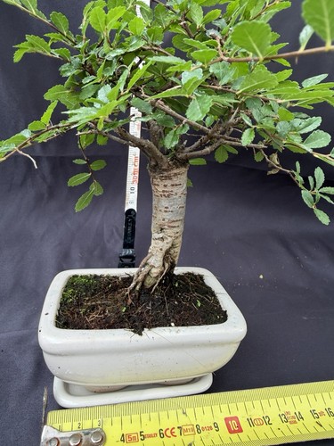 Elm bonsai tree - elm, ulmus