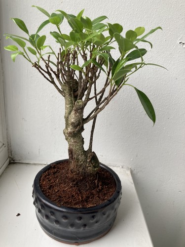 Ficus bonsai tree potted