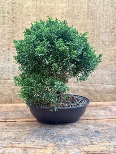 Kishu juniper bonsai tree 1 - no,