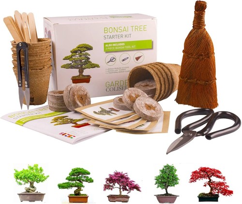 Bonsai tree kit - for, beginners