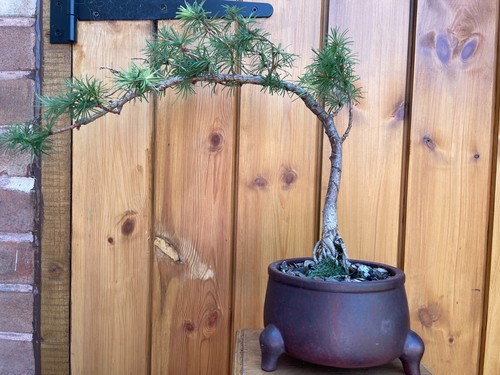 Japanese larch cascade - japanese,